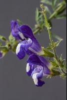 Salvia albimaculata